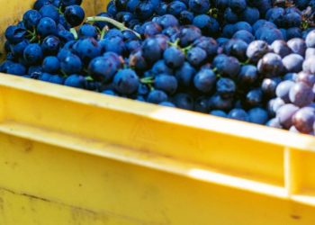 En febrero, las exportaciones de las economías regionales cayeron 9,8% en dólares y 10,5% en toneladas