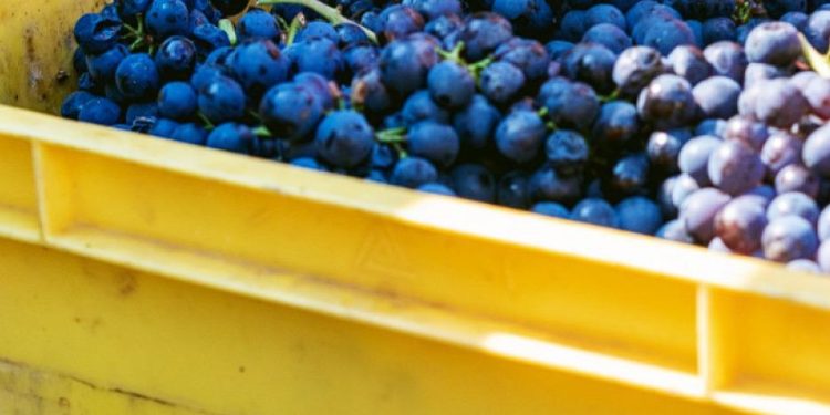 En febrero, las exportaciones de las economías regionales cayeron 9,8% en dólares y 10,5% en toneladas