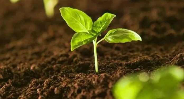 Misiones un Faro de Sostenibilidad en el Corazón de la Selva