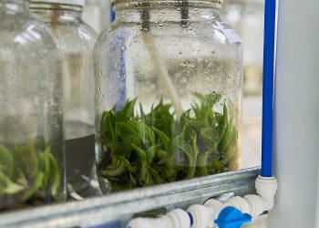 La Biofábrica refuerza la innovación biotecnológica en Misiones