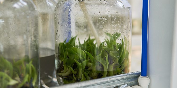 La Biofábrica refuerza la innovación biotecnológica en Misiones