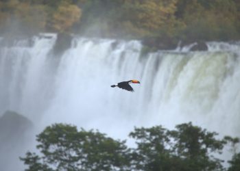 Misiones ocupará un lugar central en el Consejo Federal de Medio Ambiente