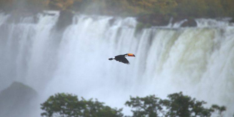 Misiones ocupará un lugar central en el Consejo Federal de Medio Ambiente