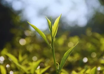 El INTA desarrolló dos variedades de té gourmet