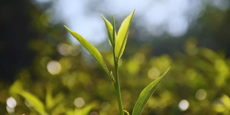 El INTA desarrolló dos variedades de té gourmet