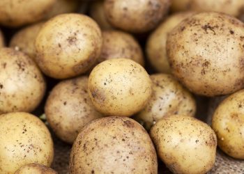 Un estudio científico que dice por qué no debes consumir papas con brotes o manchas verdes