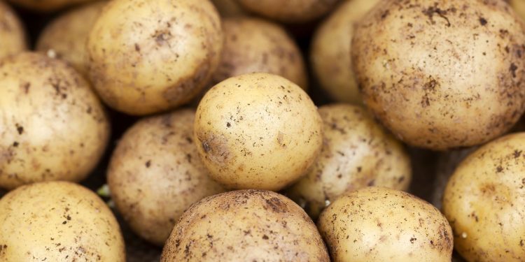 Un estudio científico que dice por qué no debes consumir papas con brotes o manchas verdes