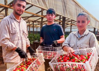San Vicente: con tecnología sustentable incrementan la producción de frutillas