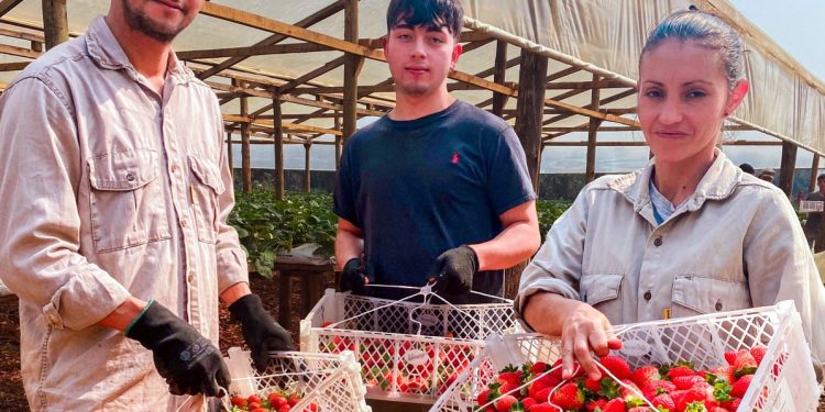 San Vicente: con tecnología sustentable incrementan la producción de frutillas