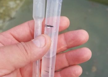 Zona Sur: realizan operativos LIRAa en el marco de prevención de enfermedades vectoriales