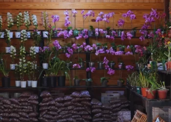 Biotecnología aplicada a la producción de orquídeas