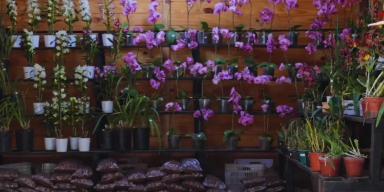 Biotecnología aplicada a la producción de orquídeas