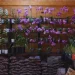 Biotecnología aplicada a la producción de orquídeas