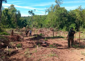 Investigan un grave hecho de apeo ilegal de madera nativa en el Parque Provincial Piñalito
