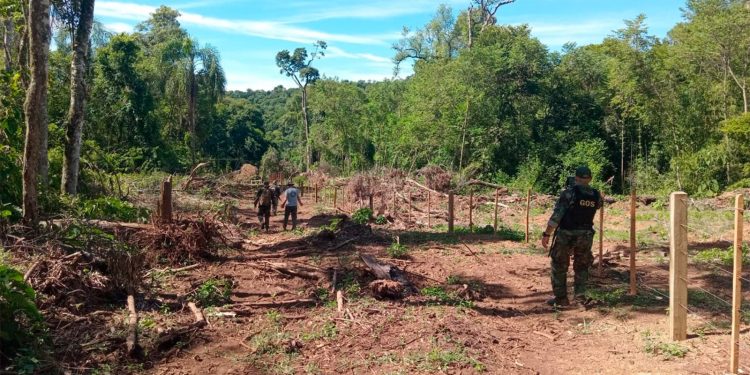 Investigan un grave hecho de apeo ilegal de madera nativa en el Parque Provincial Piñalito