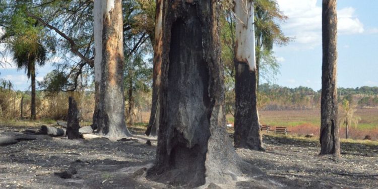A pesar de las lluvias, Misiones continúa en alerta roja por incendios