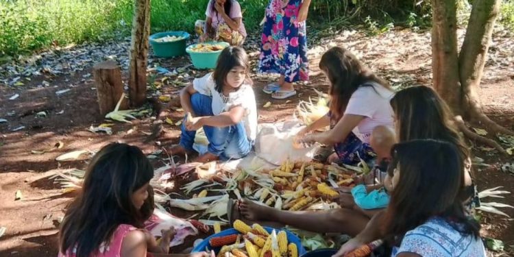 Comunidades Mbya Guaraní preservan semillas de maíz como patrimonio cultural y alimentario