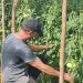 Agricultura Familiar impulsa la producción y la economía local en Guaraní y San Martín