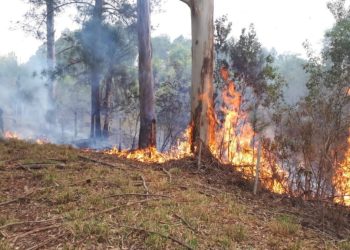 Misiones permanece en alerta ante el alto riesgo de incendios