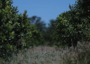 Molinos y cooperativas avanzan en la fijación de precios para el inicio de la zafra yerbatera
