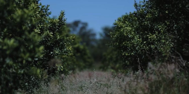 Molinos y cooperativas avanzan en la fijación de precios para el inicio de la zafra yerbatera