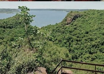 Misiones apuesta a la restauración de su selva