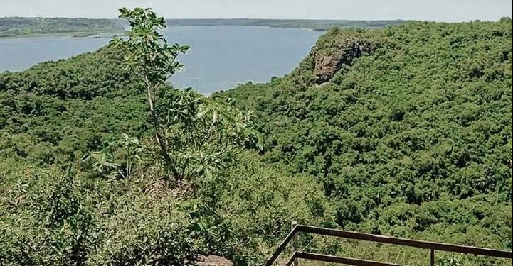 Misiones apuesta a la restauración de su selva
