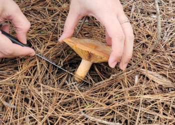 Misiones impulsa el crecimiento del cultivo de hongos comestibles y medicinales