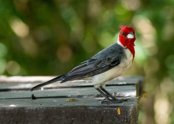 Muestra fotográfica de aves en los Saltos del Moconá