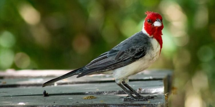 Muestra fotográfica de aves en los Saltos del Moconá
