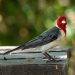 Muestra fotográfica de aves en los Saltos del Moconá