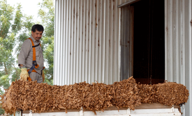 Misiones cierra una campaña tabacalera con más de 33 millones de kilos acopiados