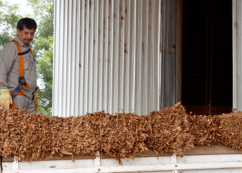 Misiones cierra una campaña tabacalera con más de 33 millones de kilos acopiados