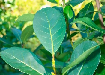 Productores yerbateros y secaderos podrán acceder al descuento de cheques a tasa bonificada