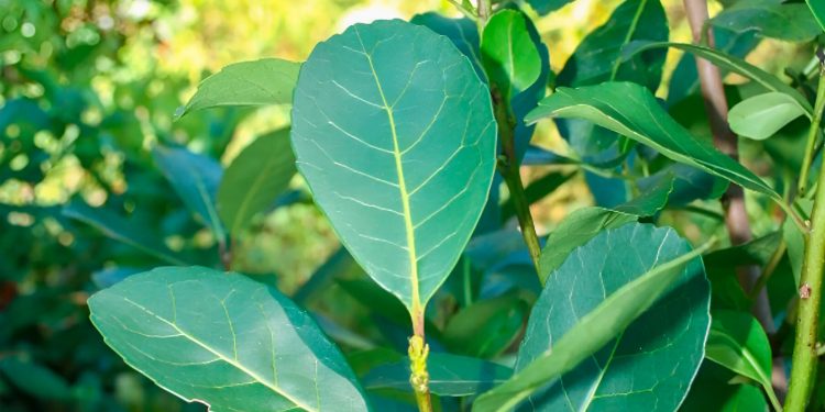 Productores yerbateros y secaderos podrán acceder al descuento de cheques a tasa bonificada