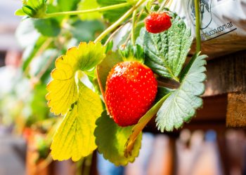 Misiones potencia su producción de frutillas con tecnología y capacitación a productores