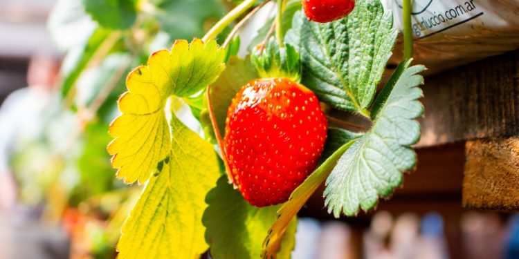 Misiones potencia su producción de frutillas con tecnología y capacitación a productores