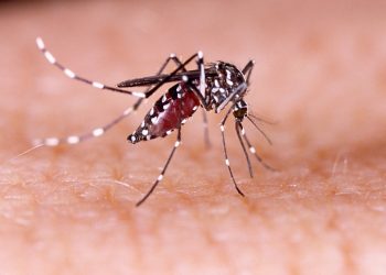 Dengue: ponen el foco en el mosquito, vector de un sinnúmero de enfermedades