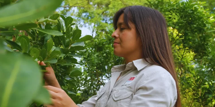 Agro: recomendaciones para promover aliados naturales para la yerba mate