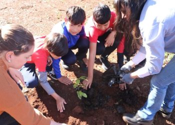 Oberá: el Salto Berrondo se enriquece con especies nativas para un turismo más sostenible