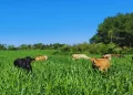 Lechería: recomendaciones para el uso de pasturas adaptadas