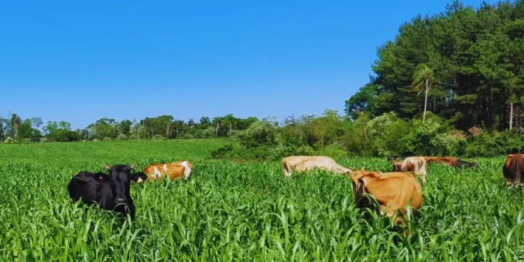 Lechería: recomendaciones para el uso de pasturas adaptadas