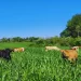 Lechería: recomendaciones para el uso de pasturas adaptadas