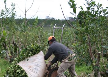 Passalacqua: se aprobó el Programa Intercosecha para el sector tarefero, con inicio de pagos en octubre