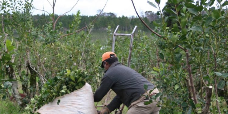 Passalacqua: se aprobó el Programa Intercosecha para el sector tarefero, con inicio de pagos en octubre