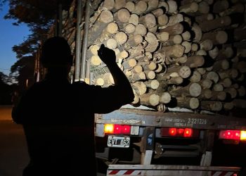 El Ministerio de Ecología refuerza los controles forestales en rutas de Misiones