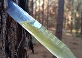 Resina de pino: innovación y oportunidades en el NEA