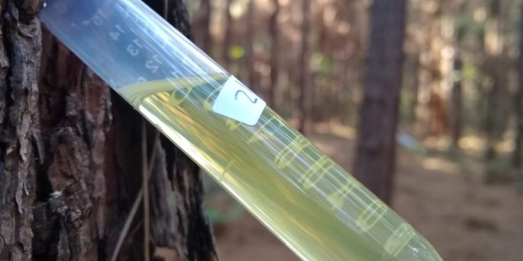 Resina de pino: innovación y oportunidades en el NEA