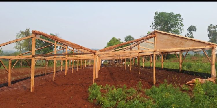 El INTA Andresito impulsa prácticas sostenibles en el cultivo de tomate con resultados comparables a los sistemas convencionales