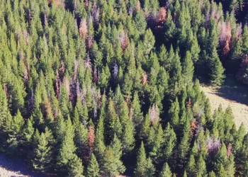 Producción forestal: Sirex obesus, cómo identificarla para evitar el ingreso de la plaga